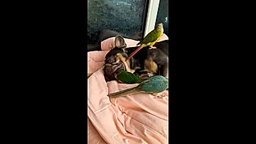 三羽の鳥にいたずらされても熟睡する犬