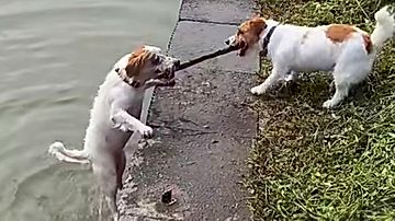 川に落ちた仲間を助ける犬