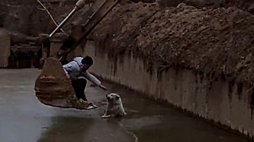 掘削機のバケットに乗って沼から犬を救出