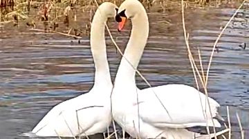 2羽の白鳥が泳ぐとハートに