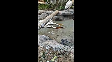 なかなか捕れない…不器用なペリカン