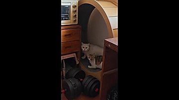 回し車で爆走する猫たち