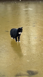 凍った池の下を泳ぐ魚を捕まえようとする猫