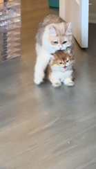 飼い主の元に子猫を連れていくのを頑張る母猫