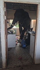 飼っている象がいなくなったと思ったら