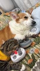 マッサージ機でそれぞれの楽しみ方をする犬と猫