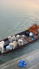 いけると思って飛んだ犬が川に転落