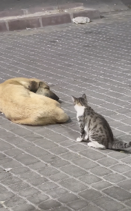 猫のイタズラに怒る犬