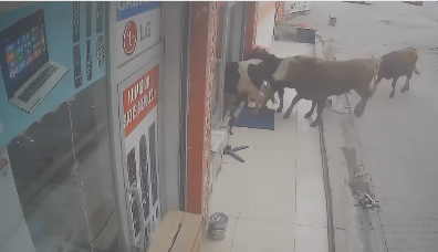 牛に大人気の店