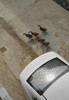 近所のアヒルが毎朝迎えに来て一緒にお出かけ