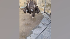 ルンルン飛び跳ねるハゲワシ