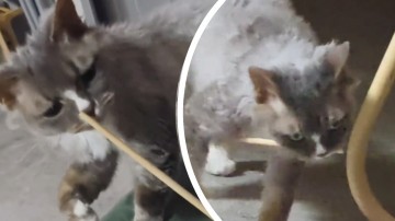 棒拾いがぎこちない猫