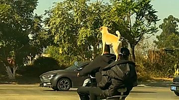 二人乗り＋一匹！？バランス走行する犬