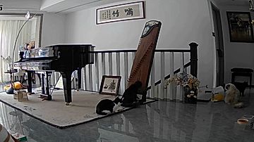 弦楽器を弾いて遊ぶ猫