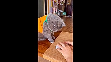 難しくしても当て続ける猫