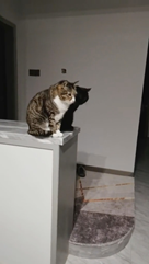 壁に映った影かと思いきや黒猫だった