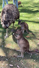 おやつを盗まれ立ち尽くす赤ちゃんカンガルー
