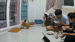 ディナータイムを台無しにしたやらかし猫