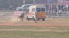 警備中の警察官を追いかける牛