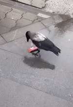 盗んでおいて結局食べない鳥