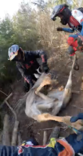 バイカーたちが動けない鹿を救助