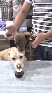 ケーキを盗もうとして痛い思いをする犬