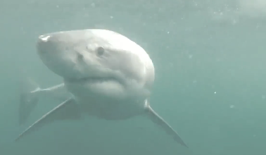 海に入った直後にサメと遭遇