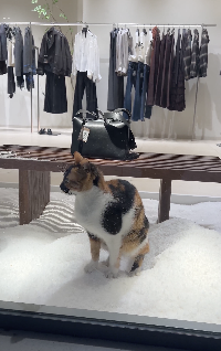 猫砂と間違えて？トイレをしちゃう猫